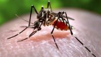 Repel Mosquitoes