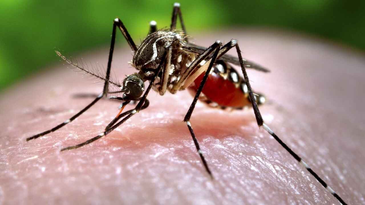 Repel Mosquitoes