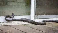 Snake