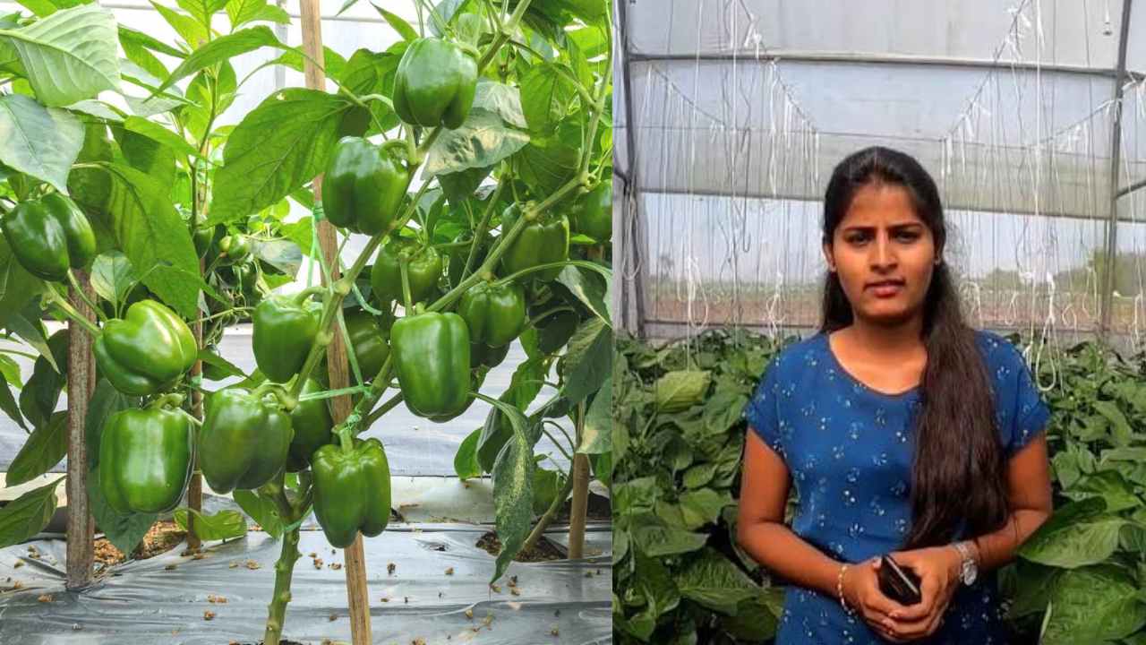 Success Story of Agricultural Entrepreneur Pranita Vaman