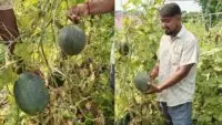 Success Story of Farmer Monotosh Rajbongshi