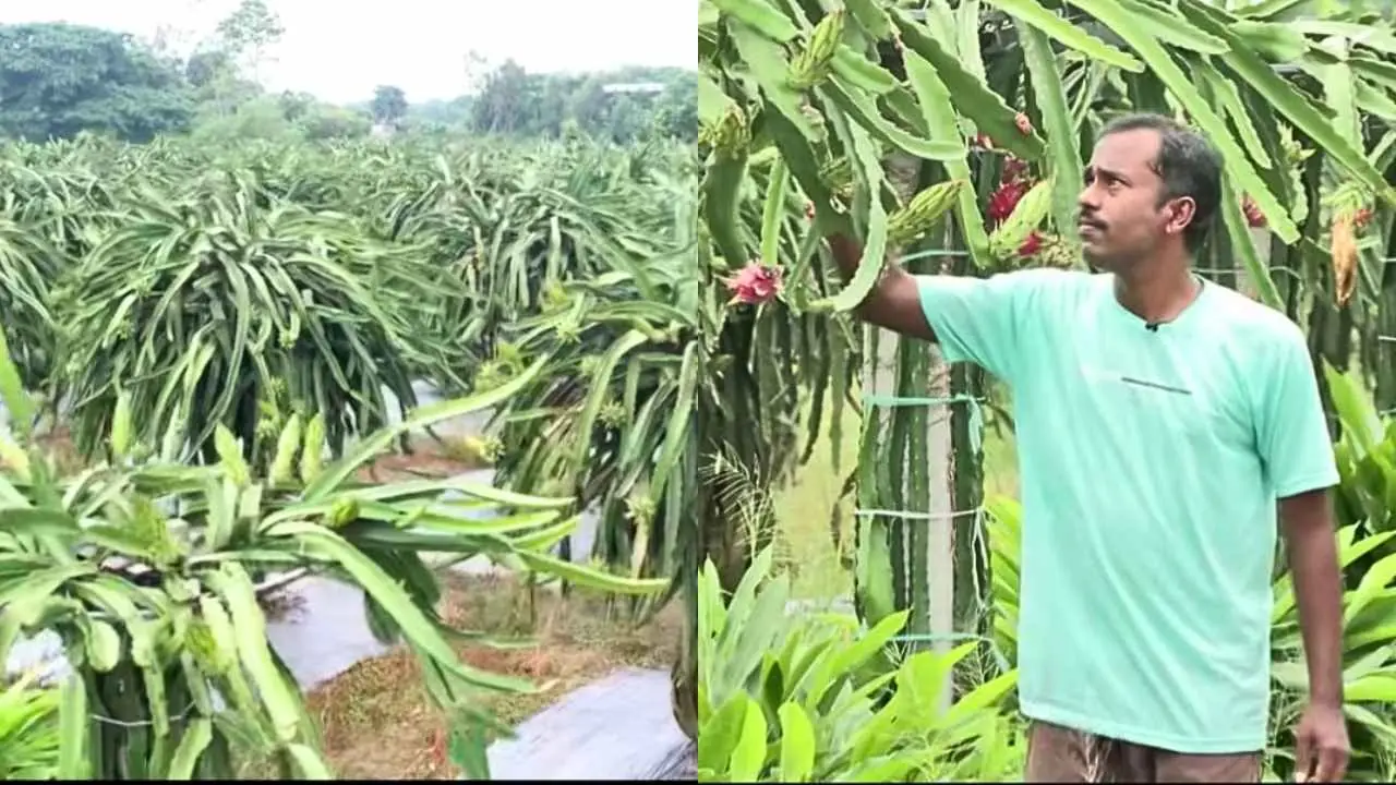 Success Story of farmer Subrata Mahesh