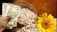 Sunflower seeds