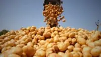 Transportation Subsidy for Potato