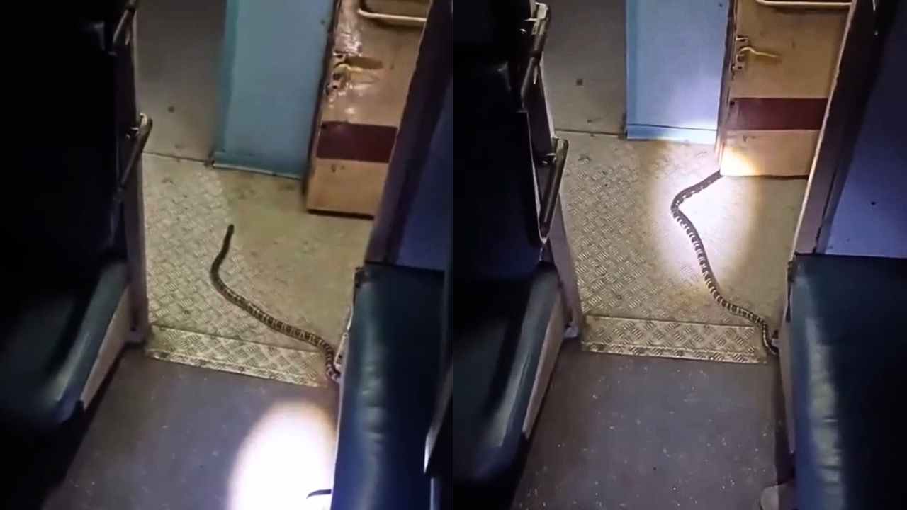 Venomous Snake in Katihar Express