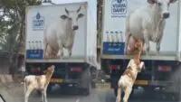 Viral Video of a calf