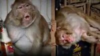 drunk monkey