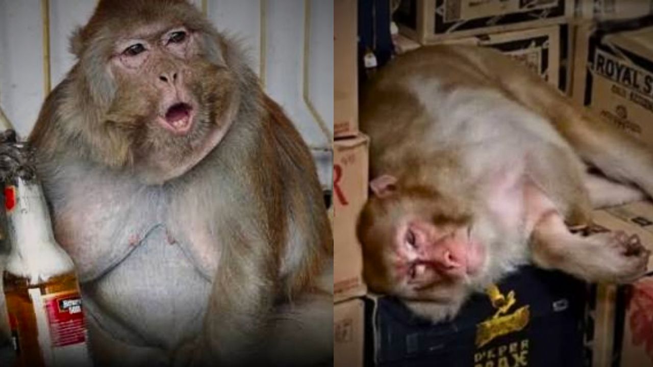 drunk monkey