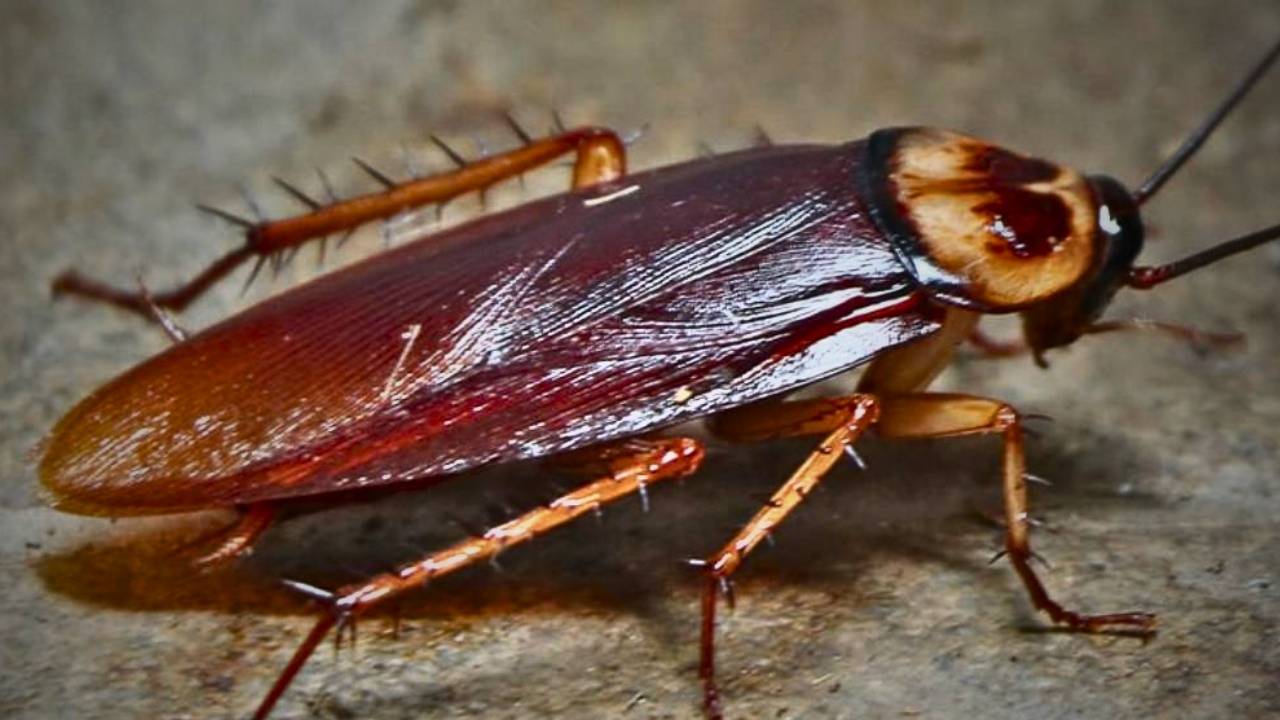 _eliminate cockroaches