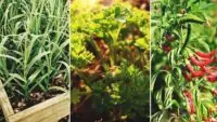 Spices Farming