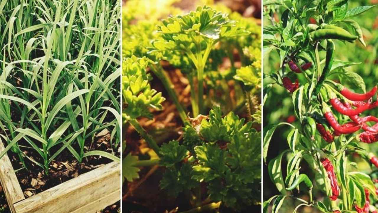 Spices Farming
