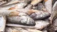 nore bhola fish
