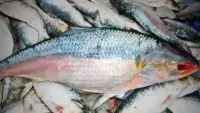 original hilsa