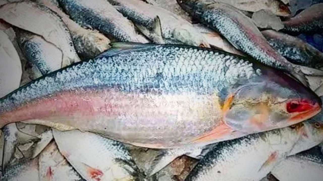 original hilsa