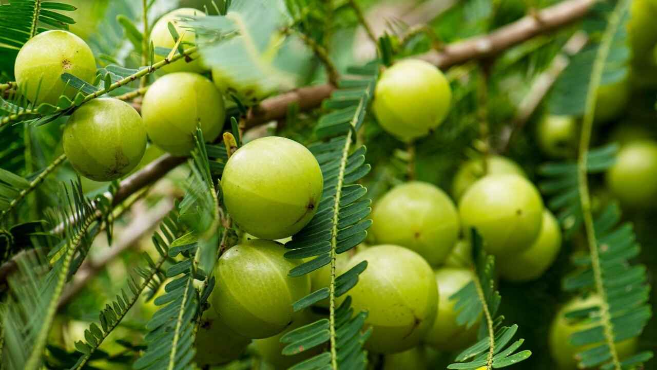Amla Capital