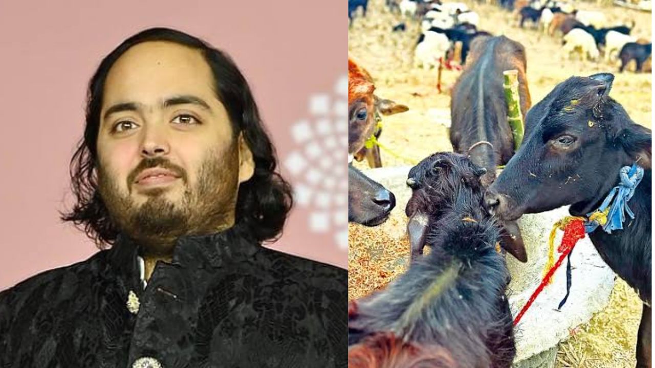 Anant Ambani Caring Cows