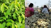 Bay leaves Farming