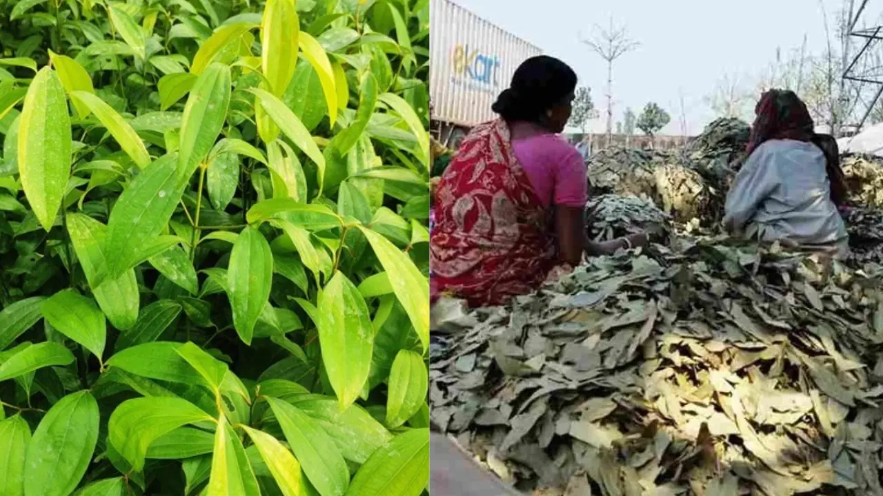 Bay leaves Farming