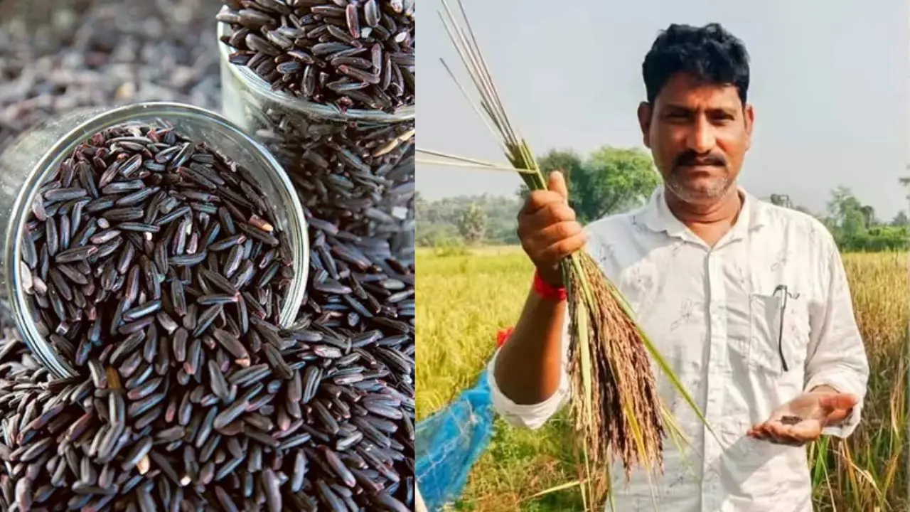 Farmer Ratan Pramanik Black Rice Cultivation