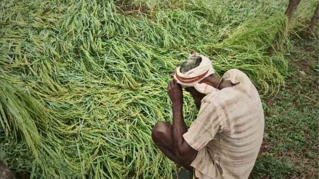 Field Crops Damaged by Wild Boars
