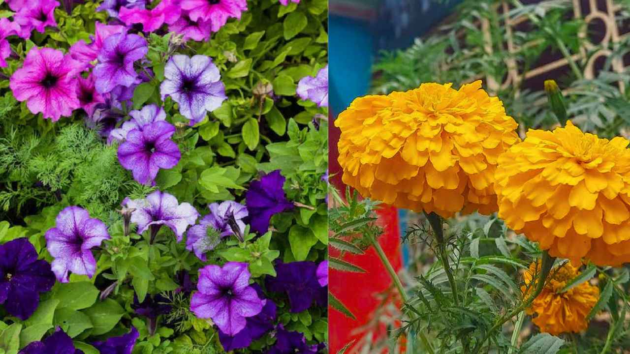 Gardening Tips