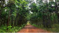 Garh Jungle