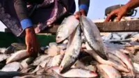 Ilish