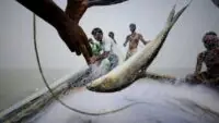 Ilish Hilsa Fishing