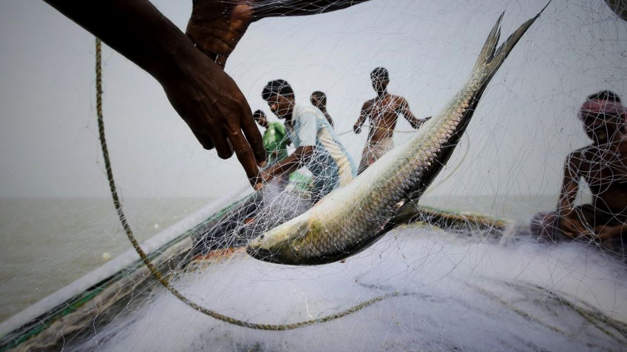 Ilish Hilsa Fishing
