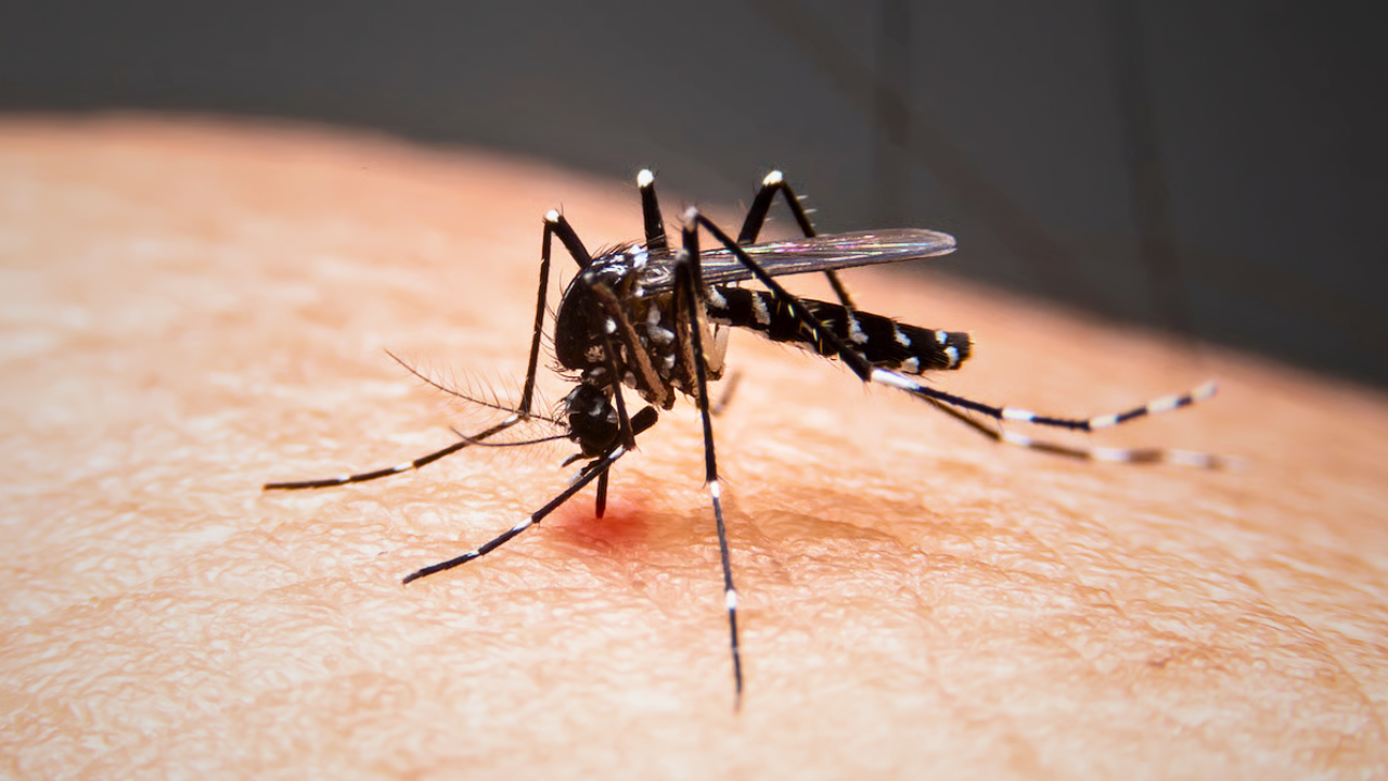 Mosquito