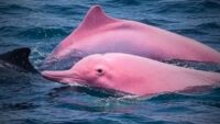 Pink Dolphin
