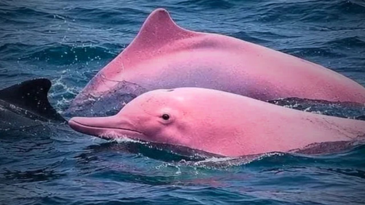 Pink Dolphin