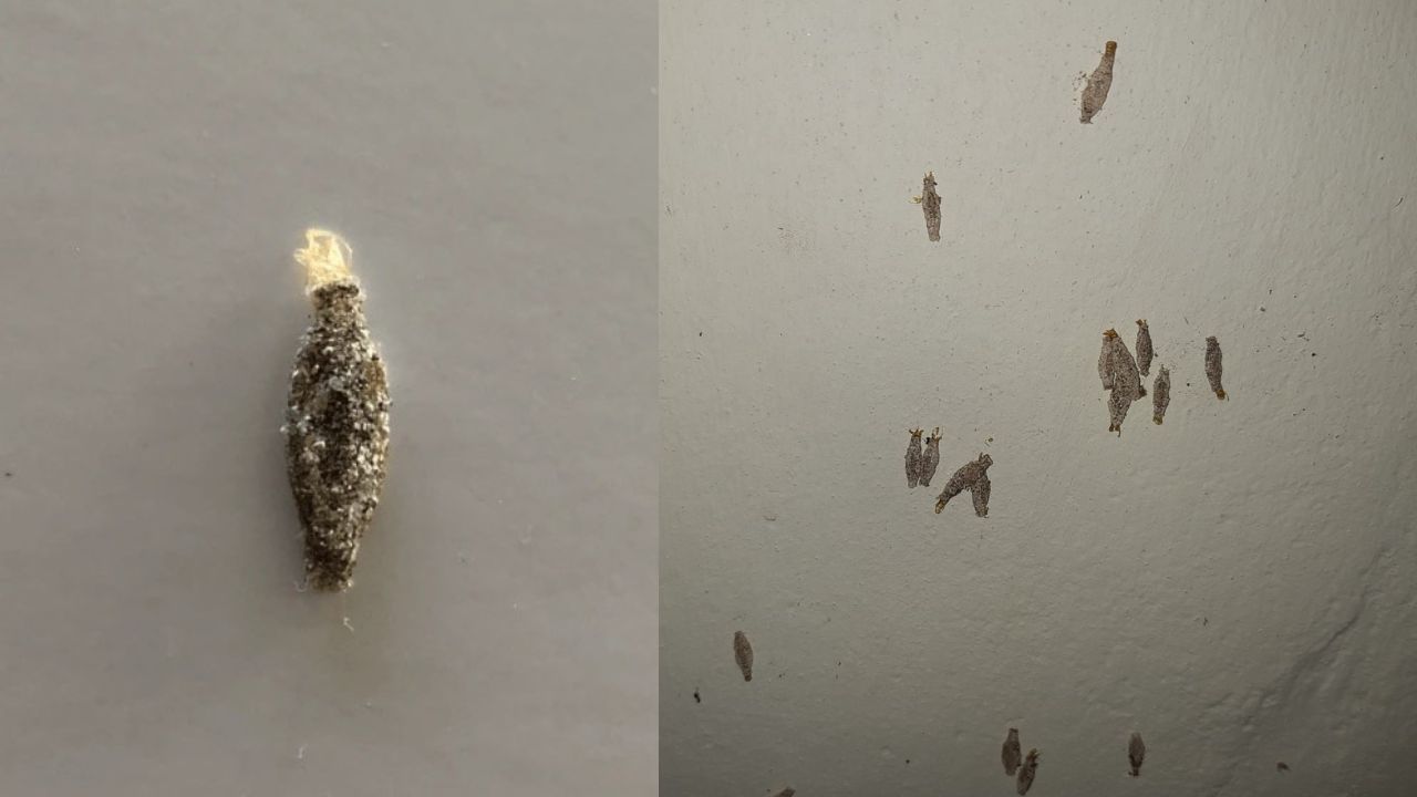 Plaster Bagworm