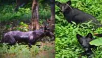 Rare Darjeeling Melanistic Jackal