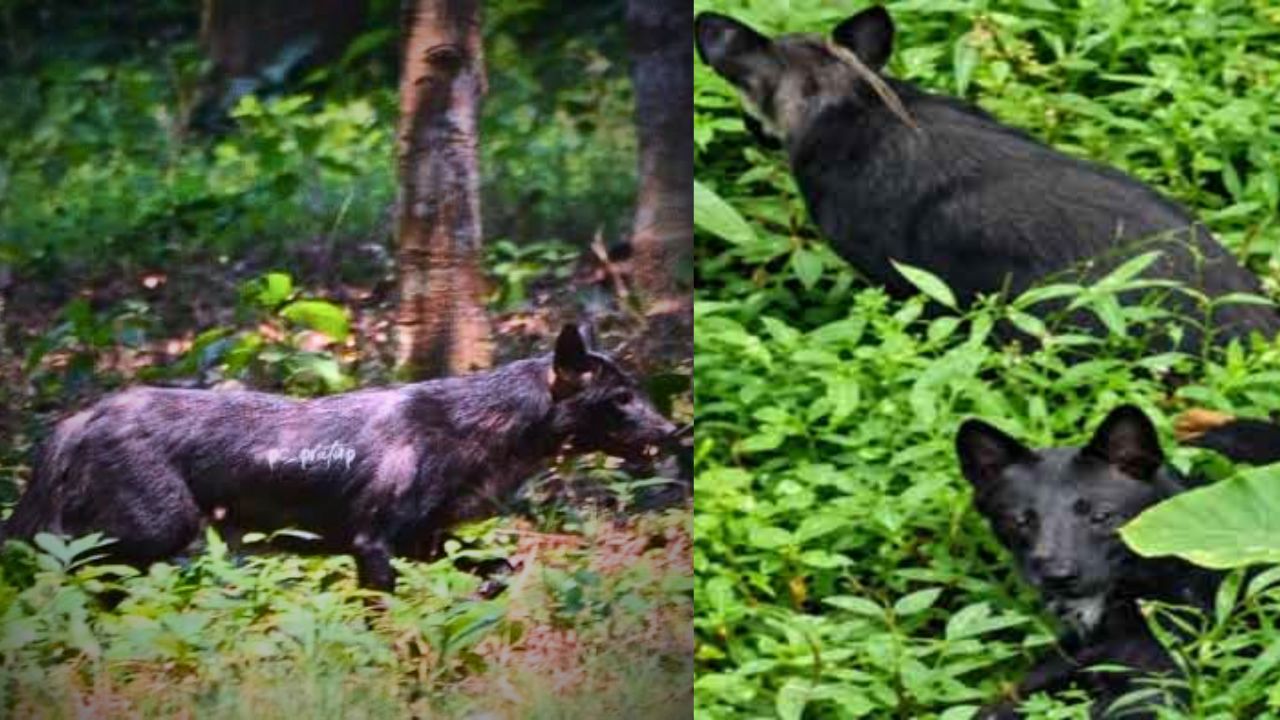 Rare Darjeeling Melanistic Jackal