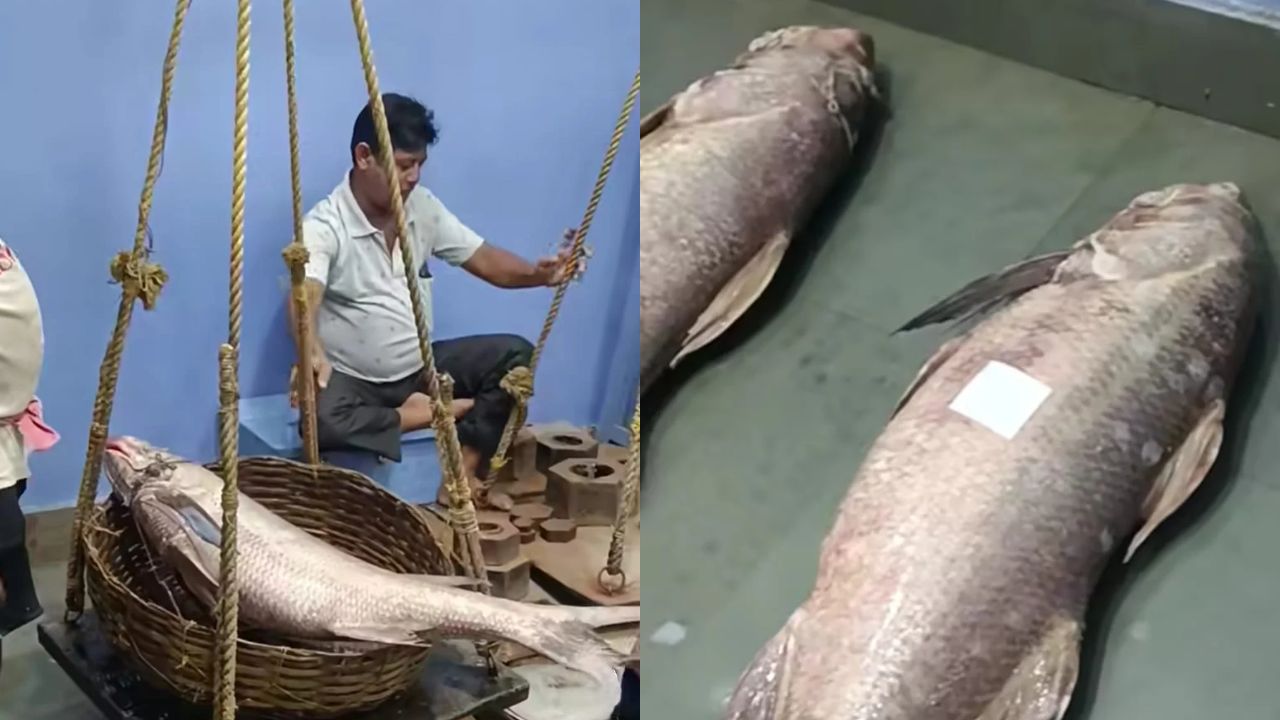 Sele Fish