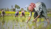 Success Story of West Bengal's Farmers