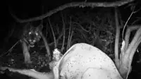 Tiger spotted in Beed district