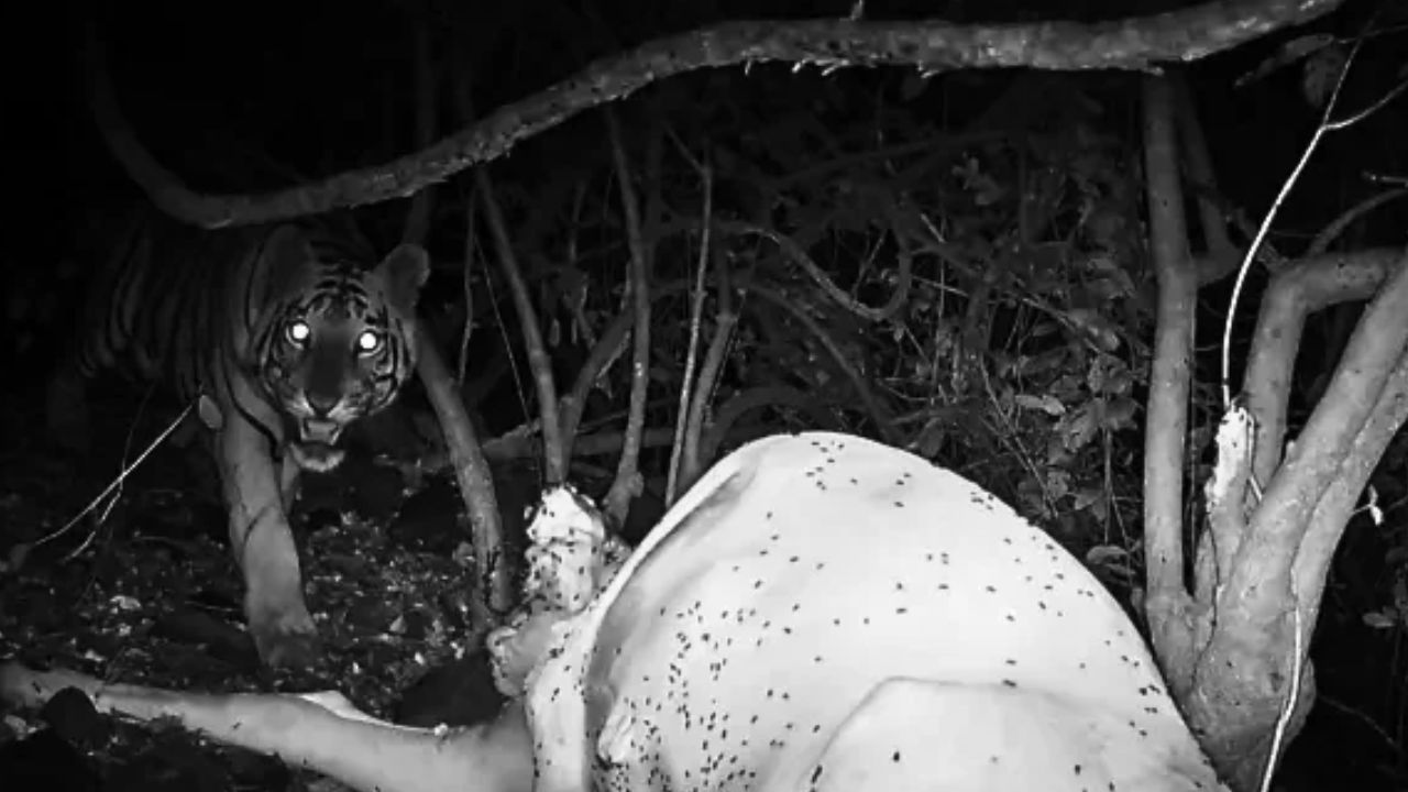 Tiger spotted in Beed district