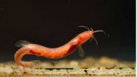 Two new Subterranean Fish Species
