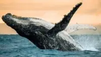 Whale