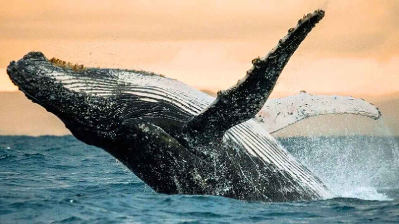 Whale