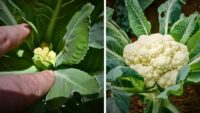 cauliflower growing stages (1)