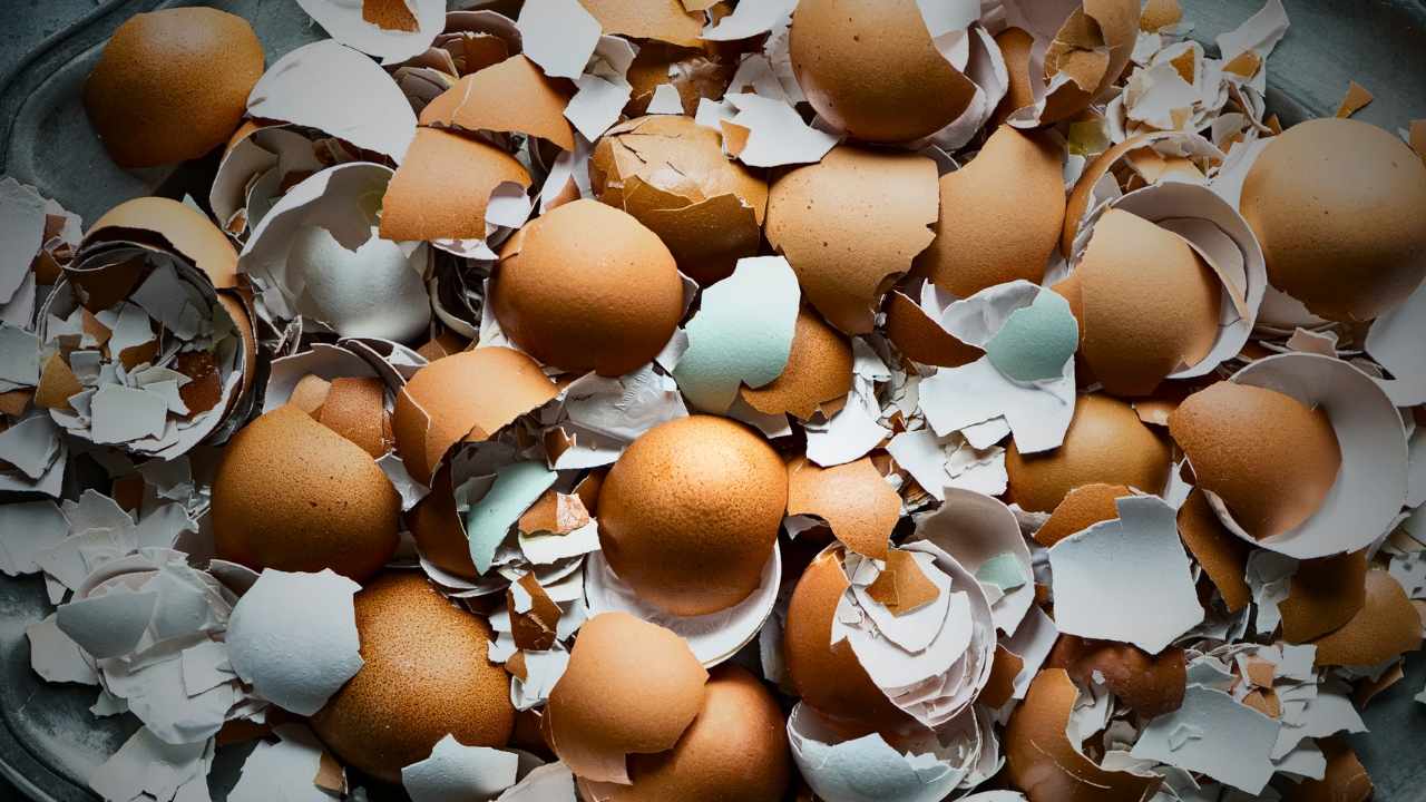 eggshells