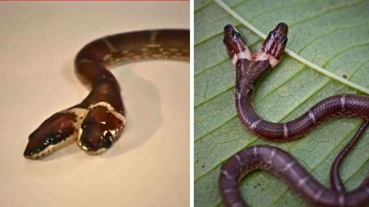 two-headed wolf snake (1)