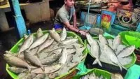 ilish sufal bangla