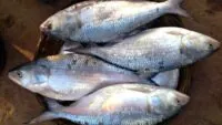 ilish fish