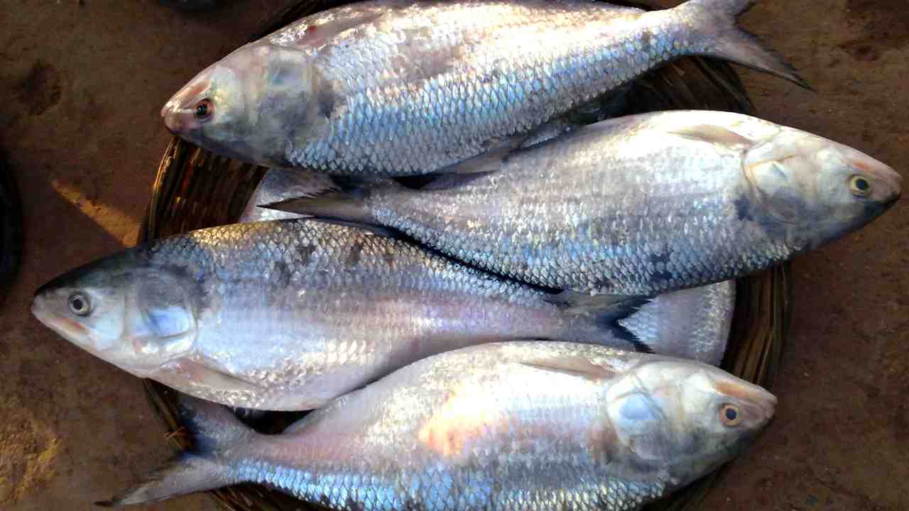 ilish fish