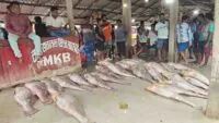 rare fish digha