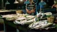 padma river ilish